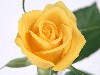 Yellow Rose Wallpaper wallpaper