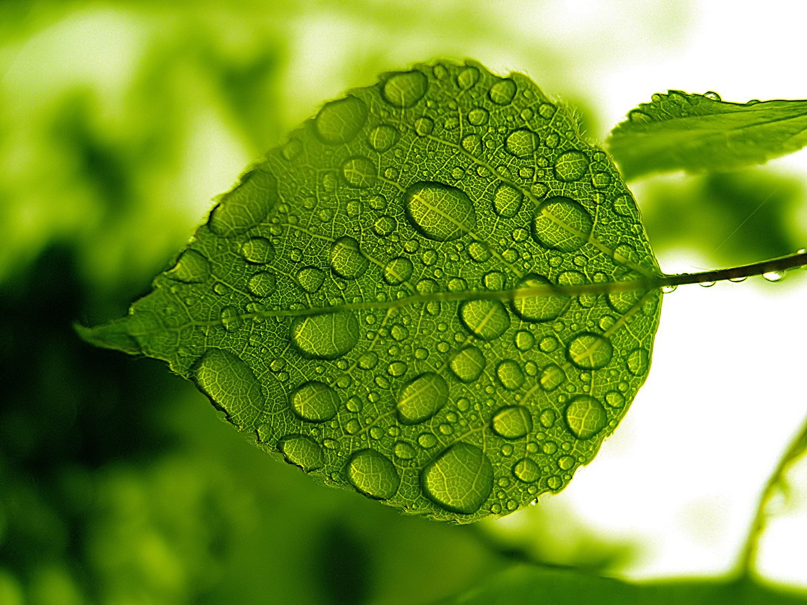 Water Drops Green Leaf Wallpaper | Download wallpapers page