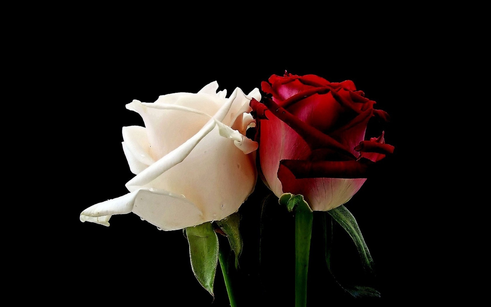 White Red Lovely Roses Wallpaper